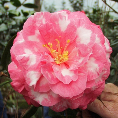 Rosea Superba  Variegated